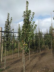 Pyrus calleryana 'Chanticleer' 8-10 cm wortelgoed geveerd - afbeelding 2