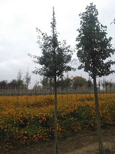 Pyrus communis=pyraster 14-16 Hoogstam draadkluit 2 X verplant
