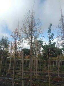 Pyrus communis=pyraster 18-20 Hoogstam draadkluit 3 X verplant