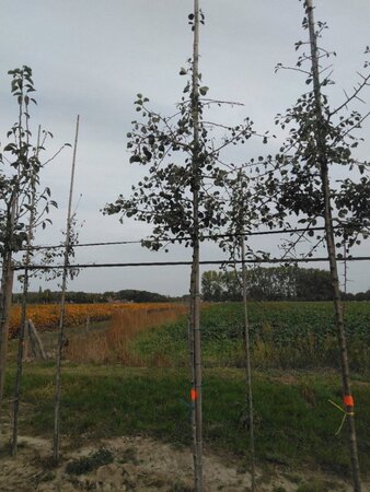 Pyrus communis=pyraster 6-8 Hoogstam wortelgoed - afbeelding 4