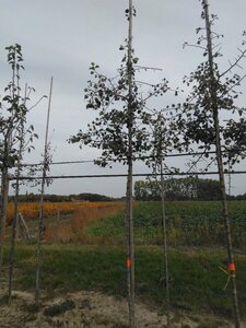 Pyrus communis=pyraster 6-8 Hoogstam wortelgoed - afbeelding 4
