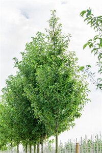 Pyrus calleryana 'Redspire' 12-14 Hoogstam wortelgoed 2 X verplant - afbeelding 2