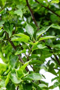 Pyrus calleryana 'Redspire' 12-14 Hoogstam wortelgoed 2 X verplant - afbeelding 4