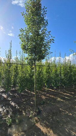 Pyrus calleryana 'Redspire' 20-25 Hoogstam draadkluit 3 X verplant - afbeelding 6