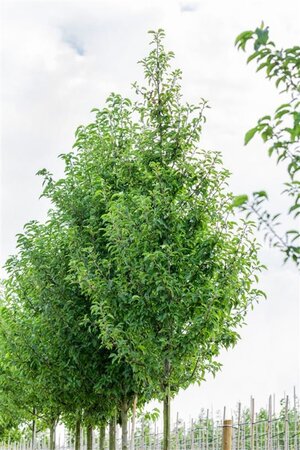 Pyrus calleryana 'Redspire' 8-10 cm wortelgoed geveerd - afbeelding 2