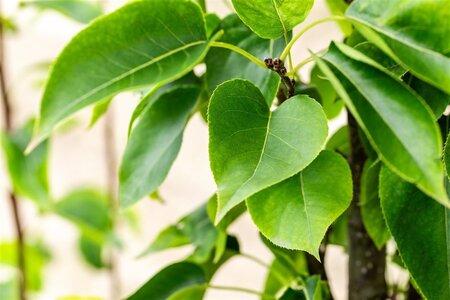 Pyrus pyrifolia 'Olympic' 6-8 Halfstam wortelgoed - afbeelding 1