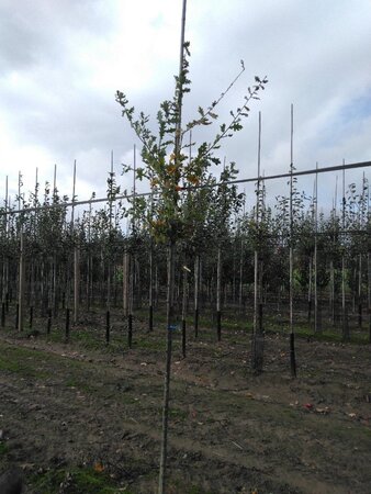 Quercus robur 6-8 Hoogstam wortelgoed - afbeelding 2