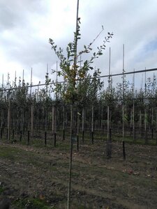 Quercus robur 6-8 Hoogstam wortelgoed - afbeelding 2