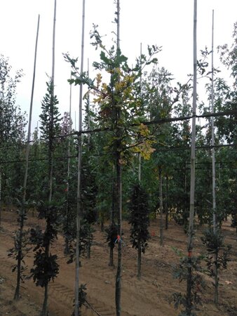 Quercus robur 6-8 Hoogstam wortelgoed - afbeelding 1