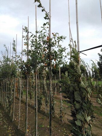 Quercus robur 6-8 Hoogstam wortelgoed - afbeelding 3
