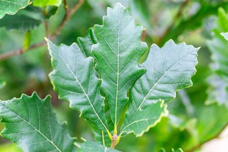 Quercus warei 'Regal Prince' = 'Long' 10-12 cm met kluit geveerd - afbeelding 1