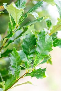 Quercus warei 'Regal Prince' = 'Long' 10-12 cm met kluit geveerd - afbeelding 2