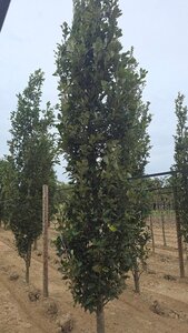 Quercus warei 'Regal Prince' = 'Long' 20-25 cm draadkluit geveerd 4 X verplant - afbeelding 3