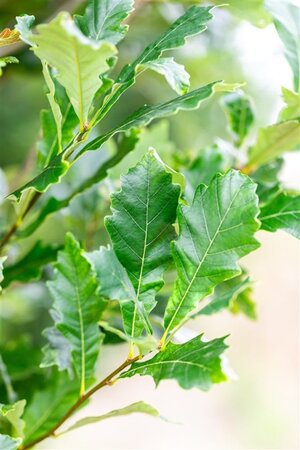 Quercus warei 'Regal Prince' = 'Long' 20-25 Hoogstam draadkluit 3 X verplant - afbeelding 2