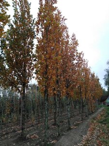 Quercus warei 'Regal Prince' = 'Long' 25-30 Hoogstam draadkluit 3 X verplant - afbeelding 3
