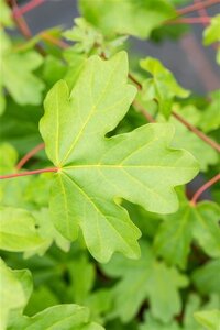 Acer campestre 8-10 Hoogstam BAG - afbeelding 1