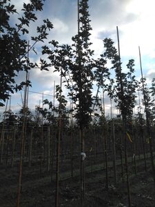 Acer campestre 'Huibers Elegant' 6-8 Hoogstam wortelgoed - afbeelding 2