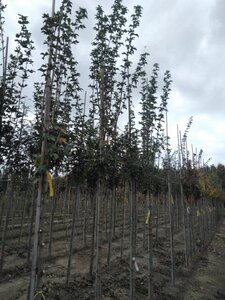 Acer campestre 'Lienco' 10-12 Hoogstam wortelgoed - afbeelding 1