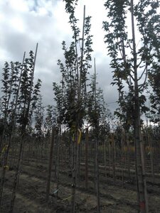 Acer campestre 'Lienco' 8-10 Hoogstam wortelgoed - afbeelding 2