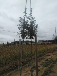 Acer campestre 'Lienco' 8-10 Hoogstam wortelgoed - afbeelding 3