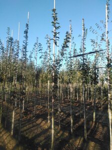 Acer campestre 'Queen Elizabeth' 6-8 Hoogstam wortelgoed - afbeelding 4