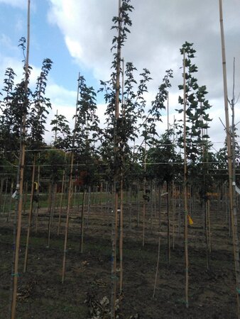 Acer campestre 'Queen Elizabeth' 6-8 Hoogstam wortelgoed - afbeelding 5