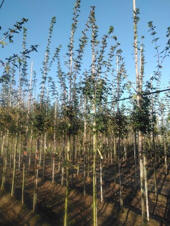 Acer campestre 'Queen Elizabeth' 8-10 Hoogstam wortelgoed - afbeelding 4