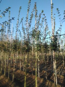 Acer campestre 'Queen Elizabeth' 8-10 Hoogstam wortelgoed - afbeelding 4