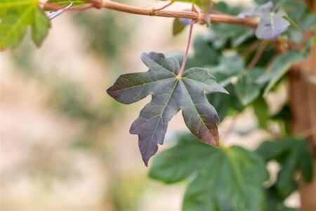 Acer campestre 'Red Shine' 6-8 Hoogstam wortelgoed - afbeelding 3