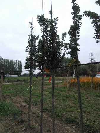 Acer campestre 'William Caldwell' 10-12 Hoogstam wortelgoed - afbeelding 6