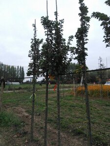 Acer campestre 'William Caldwell' 10-12 Hoogstam wortelgoed - afbeelding 6