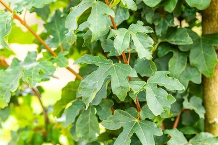 Acer campestre 'William Caldwell' 10-12 Hoogstam wortelgoed - afbeelding 2