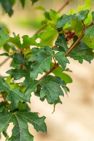 Acer campestre 'William Caldwell' 10-12 Hoogstam wortelgoed - afbeelding 3