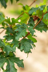 Acer campestre 'William Caldwell' 10-12 Hoogstam wortelgoed - afbeelding 3