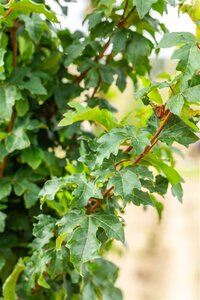 Acer campestre 'William Caldwell' 10-12 Hoogstam wortelgoed - afbeelding 4
