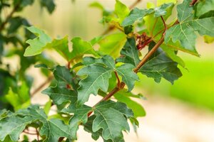 Acer campestre 'William Caldwell' 10-12 Hoogstam wortelgoed - afbeelding 5