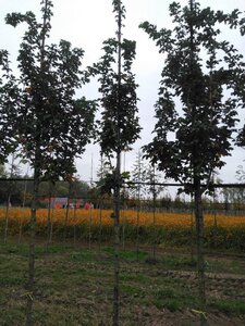 Acer campestre 'William Caldwell' 6-8 Hoogstam wortelgoed - afbeelding 6