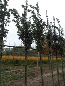 Acer campestre 'William Caldwell' 8-10 Hoogstam wortelgoed - afbeelding 6