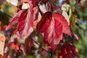 Acer rubrum 'Red Sunset' 10-12 Hoogstam draadkluit - afbeelding 2