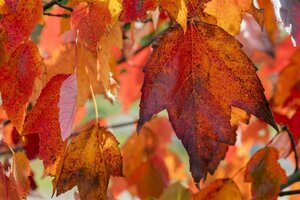 Acer rubrum 'Red Sunset' 10-12 Hoogstam draadkluit - afbeelding 3