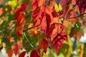 Acer rubrum 'Red Sunset' 10-12 Hoogstam draadkluit - afbeelding 4