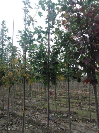 Acer rubrum 'Red Sunset' 6-8 Hoogstam wortelgoed - afbeelding 6