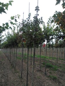 Acer rubrum 'Red Sunset' 8-10 Hoogstam wortelgoed - afbeelding 5