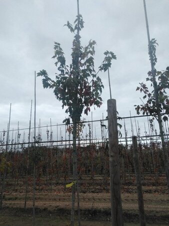 Acer rubrum 'Red Sunset' 8-10 Hoogstam wortelgoed - afbeelding 7