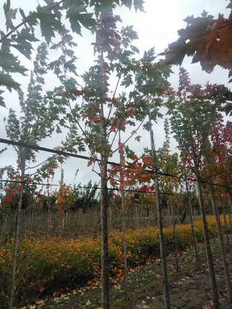 Acer freemanii 'Autumn Blaze' = 'Jeffersred' 10-12 Hoogstam wortelgoed - afbeelding 7