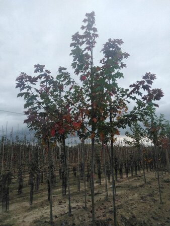Acer freemanii 'Autumn Blaze' = 'Jeffersred' 10-12 Hoogstam wortelgoed - afbeelding 4
