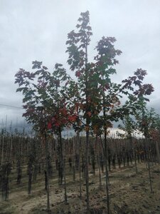 Acer freemanii 'Autumn Blaze' = 'Jeffersred' 10-12 Hoogstam wortelgoed - afbeelding 4