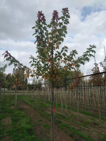 Acer freemanii 'Autumn Blaze' = 'Jeffersred' 10-12 Hoogstam wortelgoed - afbeelding 8