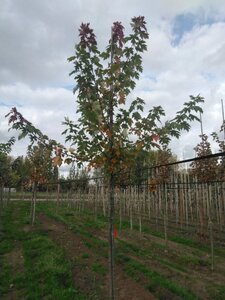 Acer freemanii 'Autumn Blaze' = 'Jeffersred' 10-12 Hoogstam wortelgoed - afbeelding 8