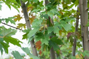 Acer freemanii 'Autumn Blaze' = 'Jeffersred' 14-16 Hoogstam draadkluit 2 X verplant - afbeelding 3